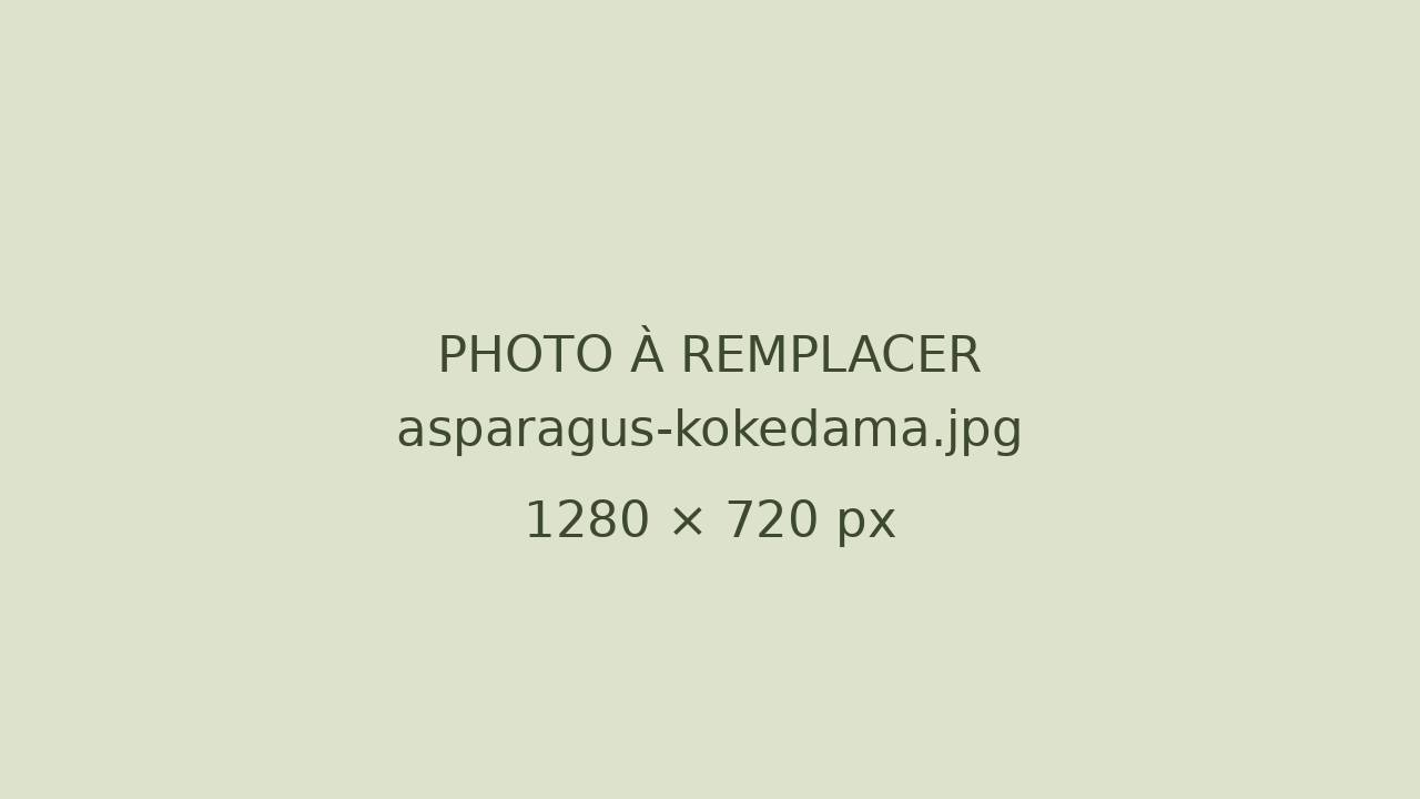 Kokedama asparagus suspendu