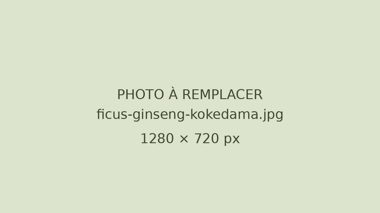 Kokedama ficus ginseng suspendu