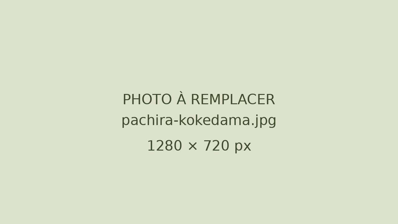 Kokedama pachira suspendu